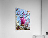 Magnolia Spring Bloom with Buds Acrylic Print