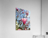 Spring Sun Worshipping Magnolia Impression acrylique