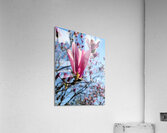 Pink Petals in Warm Light Acrylic Print