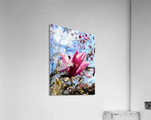 The Velvet Moment Between Bud and Bloom Acrylic Print
