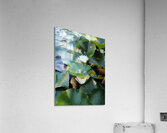 Hidden Beauty Water Lily Acrylic Print