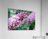 Sustaining Grace:  The Bee and the Butterfly Bush Acrylic Print