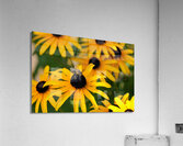 Bee A Black-Eyed Susan Secret Guest Acrylic Print