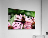 Coneflower and the Resting Wanderer Acrylic Print