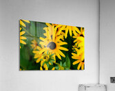 Black-Eyed Susans Dance Partner Acrylic Print