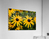 Golden Resilience: Black-Eyed Susan in Summer Bloom Acrylic Print