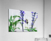 Just A Blue Salvia Buzzing Bee Acrylic Print
