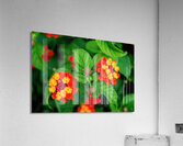 Color that Heals: The Medicinal Heart of Lantana Camara Acrylic Print