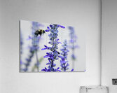 Salvia Bloom & the Pollinator Acrylic Print