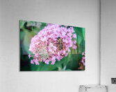 Bee Still on Butterfly Bush Impression acrylique