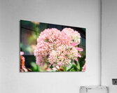  Sedum and the Messenger of Life Acrylic Print
