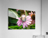 The Harmony of Pollination: Twin Bees on a Purple Coneflower Acrylic Print