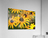 Bee One with Black-Eyed Susan Acrylic Print