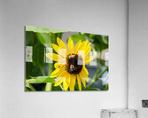 The Sunflower Keeps Time for Two Acrylic Print
