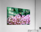 Just Bee Still In Fields of Pink Acrylic Print