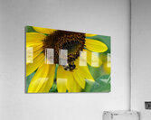 Bee Under the Sunflower:  The Architect of Harvest Acrylic Print