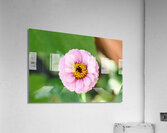 Pretty in Pink Zinnia:  Soft Celestial from Earth’s Garden Acrylic Print