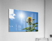 Skyward Confession: A Sunflower’s Secret Acrylic Print