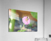 The Quiet Provider: Portrait of Pollination Impression acrylique