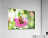 Tiny Architect of the Bloomworld Acrylic Print