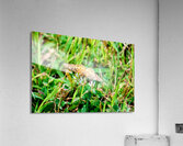 Buttery Butterfly as Omen of Calm Acrylic Print