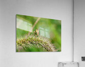 Smiling Happy Hopper on the Wild Silk Spine Acrylic Print