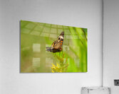 Buckeye Butterfly: Nature’s Tiny Oracle Acrylic Print