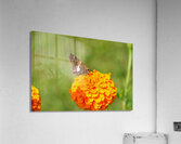 Marigold Thrones and Winged Kings Acrylic Print