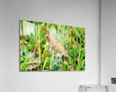 Field Cipher: A Nature Decoded Acrylic Print