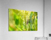 The Daylight Firefly: Guardian of the Green Flame Acrylic Print