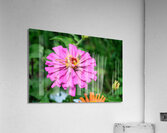 Buzzing Secrets of a Summer Queen Acrylic Print