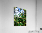 Emergence in Green Acrylic Print