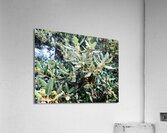 Acorn Awakening Impression acrylique