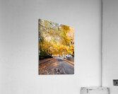 Fall Over the Road: Amber Dreams on Autumn Drive Acrylic Print