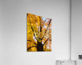 Golden Hour Tree Time: Crowned by Fall Acrylic Print