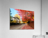 Fall Over the Fence - Autumn’s Embrace  Acrylic Print