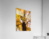 Golden Hour Tree Time 1A  Acrylic Print