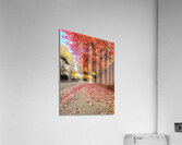 Fall Over the Fence  Acrylic Print