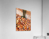 Leaves Me Stumped 1A Acrylic Print