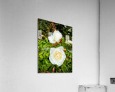 White Rose: Porcelain Breeze Acrylic Print