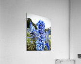 Blue Spire in Bloomstorm: Larkspur Acrylic Print
