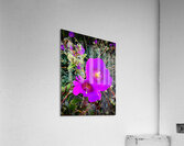 Rock Purslane: Pulse of the Desert Bloom Acrylic Print