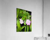 Twin Beauty & Symmetry Impression acrylique