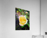 Yellow Rose: Velvet Helix Acrylic Print