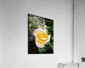 Alchemy in Bloom Acrylic Print
