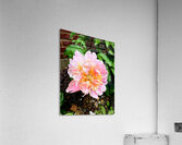 Raspberry Sundae: The Painter’s Peony Acrylic Print