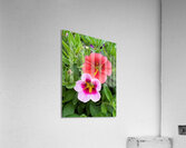 Duet in Full Color Acrylic Print