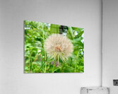 The Last Wishkeeper: Holding Dreams Before the Wind Acrylic Print