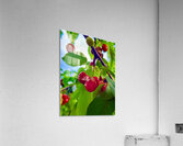 Ripening Moments Under Summer’s Veil Acrylic Print