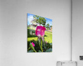 The Rose That Waits: Patience in Pink Acrylic Print